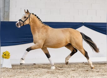 Deutsches Reitpony, Hengst, 2 Jahre, 148 cm, Falbe