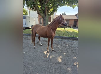 Deutsches Reitpony, Hengst, 2 Jahre, 148 cm, Fuchs