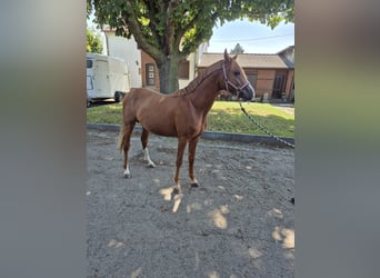 Deutsches Reitpony, Hengst, 2 Jahre, 148 cm, Fuchs