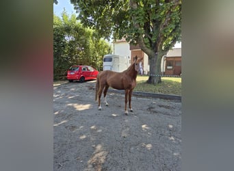 Deutsches Reitpony, Hengst, 2 Jahre, 148 cm, Fuchs