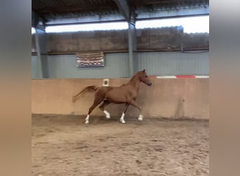Deutsches Reitpony, Hengst, 2 Jahre, 148 cm, Fuchs