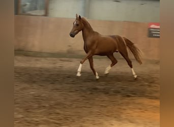 Deutsches Reitpony, Hengst, 2 Jahre, 148 cm, Fuchs
