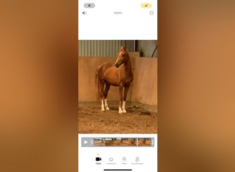 Deutsches Reitpony, Hengst, 2 Jahre, 148 cm, Fuchs