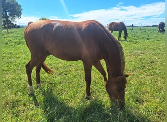 Deutsches Reitpony, Hengst, 2 Jahre, 148 cm, Fuchs