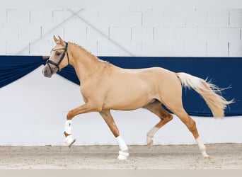 Deutsches Reitpony, Hengst, 2 Jahre, 148 cm, Palomino