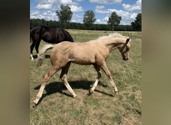 Deutsches Reitpony, Hengst, 2 Jahre, 148 cm, Palomino