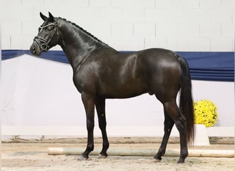 Deutsches Reitpony, Hengst, 2 Jahre, 148 cm, Rappe