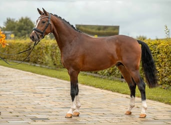 Deutsches Reitpony, Hengst, 2 Jahre, 149 cm, Brauner