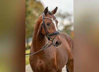 Deutsches Reitpony, Hengst, 2 Jahre, 149 cm, Brauner