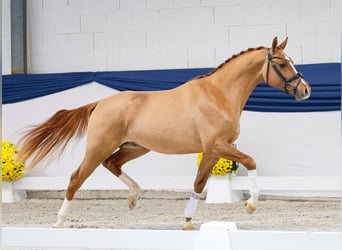 Deutsches Reitpony, Hengst, 2 Jahre, 149 cm, Falbe