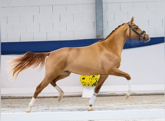 Deutsches Reitpony, Hengst, 2 Jahre, 149 cm, Falbe