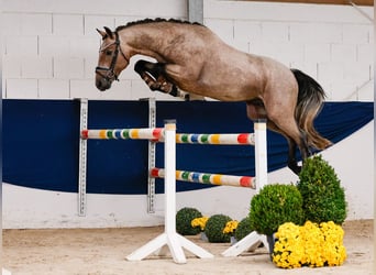 Deutsches Reitpony, Hengst, 2 Jahre, 149 cm, Rotschimmel