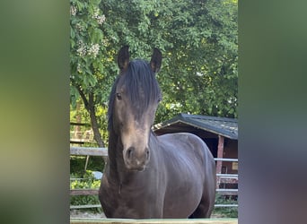 Deutsches Reitpony, Hengst, 2 Jahre, 150 cm, Buckskin
