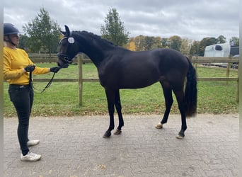 Deutsches Reitpony, Hengst, 2 Jahre, 150 cm, Dunalino