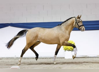 Deutsches Reitpony, Hengst, 2 Jahre, 150 cm, Falbe