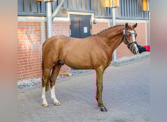 Deutsches Reitpony, Hengst, 2 Jahre, 150 cm, Fuchs
