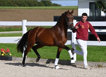 Deutsches Reitpony, Hengst, 2 Jahre, 151 cm, Brauner