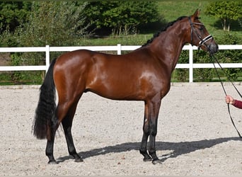 Deutsches Reitpony, Hengst, 2 Jahre, 151 cm, Brauner