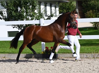 Deutsches Reitpony, Hengst, 2 Jahre, 151 cm, Brauner