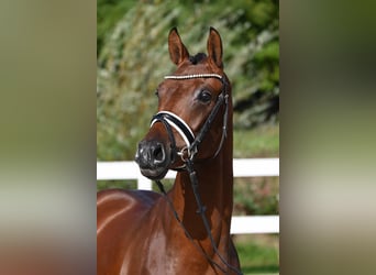 Deutsches Reitpony, Hengst, 2 Jahre, 151 cm, Brauner