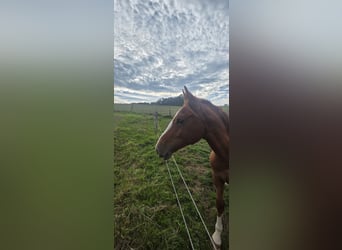 Deutsches Reitpony, Hengst, 2 Jahre, 152 cm, Fuchs