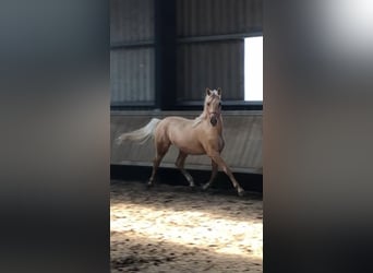 Deutsches Reitpony, Hengst, 2 Jahre, 152 cm, Palomino