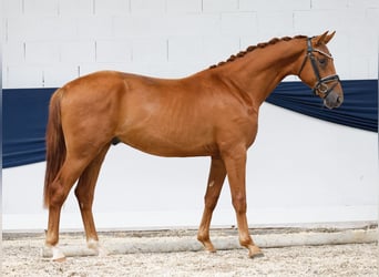 Deutsches Reitpony, Hengst, 2 Jahre, 156 cm, Fuchs