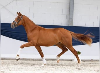 Deutsches Reitpony, Hengst, 2 Jahre, 156 cm, Fuchs