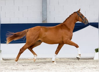 Deutsches Reitpony, Hengst, 2 Jahre, 156 cm, Fuchs