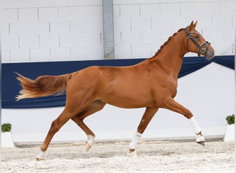 Deutsches Reitpony, Hengst, 2 Jahre, 156 cm, Fuchs