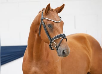 Deutsches Reitpony, Hengst, 2 Jahre, 156 cm, Fuchs