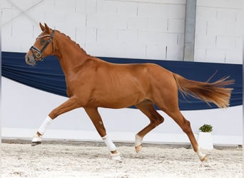 Deutsches Reitpony, Hengst, 2 Jahre, 156 cm, Fuchs