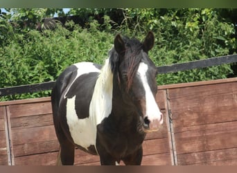 Deutsches Reitpony, Hengst, 2 Jahre, 158 cm, Schecke