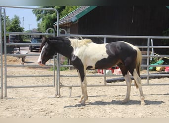 Deutsches Reitpony, Hengst, 2 Jahre, 158 cm, Schecke