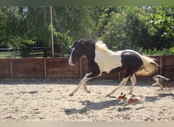 Deutsches Reitpony, Hengst, 2 Jahre, 158 cm, Schecke