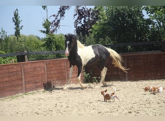 Deutsches Reitpony, Hengst, 2 Jahre, 158 cm, Schecke