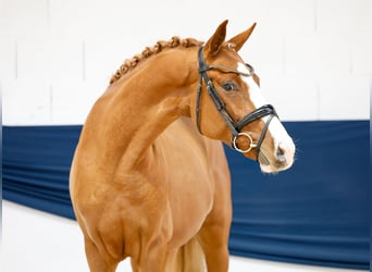 Deutsches Reitpony, Hengst, 2 Jahre, 159 cm, Fuchs