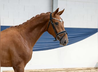 Deutsches Reitpony, Hengst, 2 Jahre, 161 cm, Fuchs