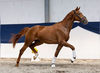 Deutsches Reitpony, Hengst, 2 Jahre, 161 cm, Fuchs