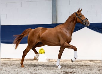Deutsches Reitpony, Hengst, 2 Jahre, 161 cm, Fuchs