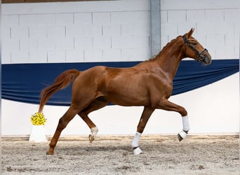 Deutsches Reitpony, Hengst, 2 Jahre, 161 cm, Fuchs