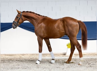 Deutsches Reitpony, Hengst, 2 Jahre, 161 cm, Fuchs