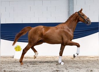 Deutsches Reitpony, Hengst, 2 Jahre, 161 cm, Fuchs