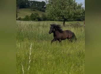 Deutsches Reitpony, Hengst, 2 Jahre, 95 cm, Rappe