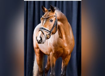 Deutsches Reitpony, Hengst, 2 Jahre, Brauner