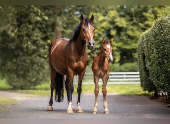 Deutsches Reitpony, Hengst, 2 Jahre, Brauner