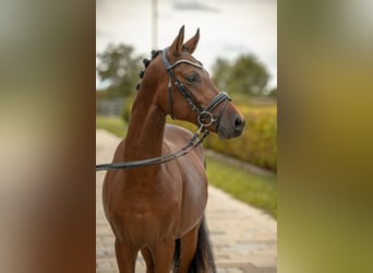 Deutsches Reitpony, Hengst, 2 Jahre, Brauner