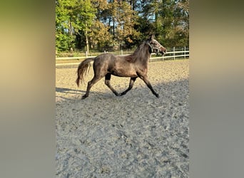 Deutsches Reitpony, Hengst, 2 Jahre, Brauner