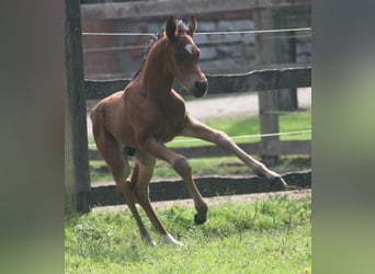 Deutsches Reitpony, Hengst, 2 Jahre, Brauner