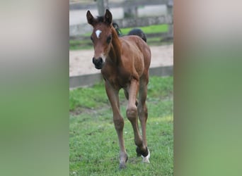 Deutsches Reitpony, Hengst, 2 Jahre, Brauner